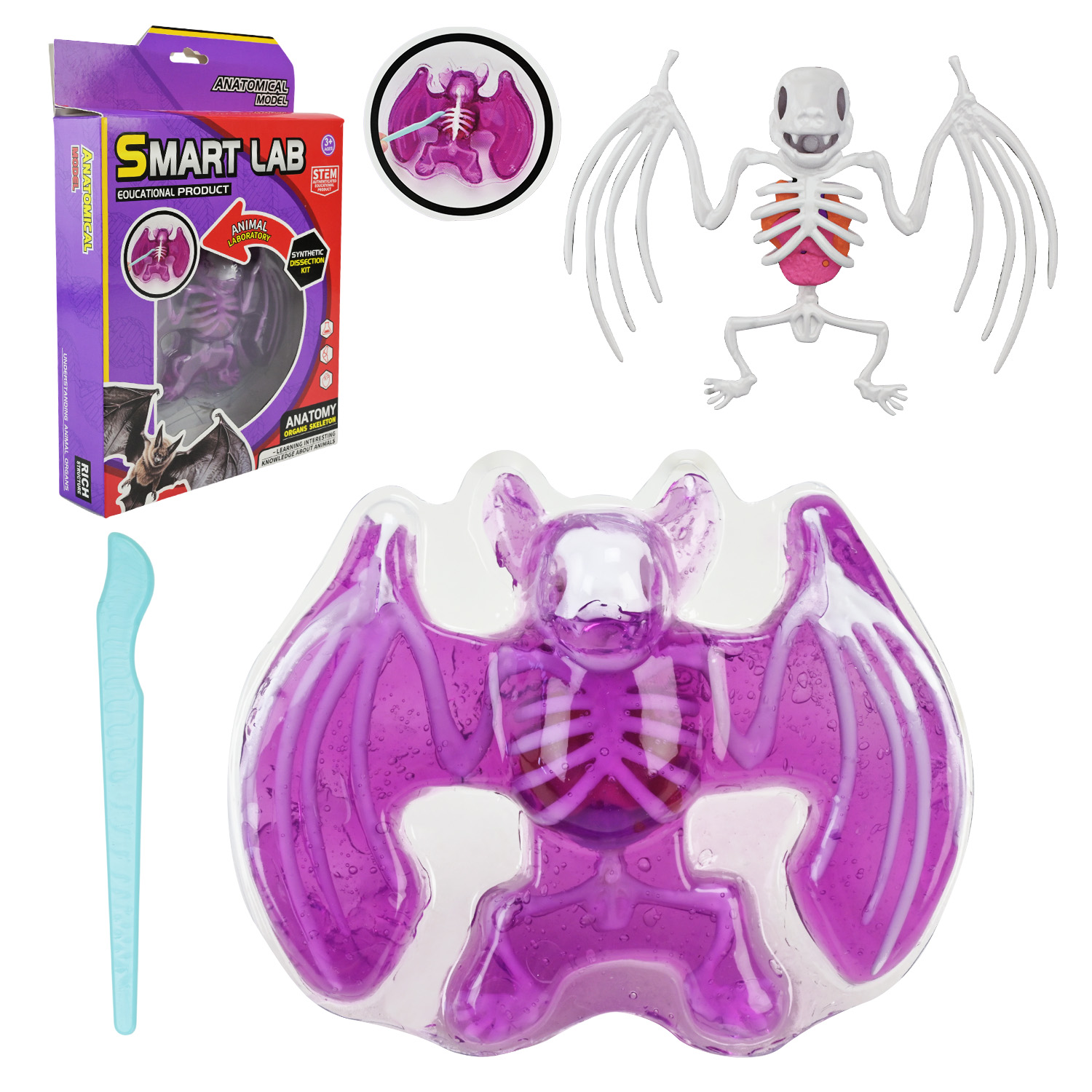 Лаборатонний набір Кажан арт.804B (48шт) скелет, внутрішні органи, короб.19,5*4,5*29,5см